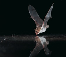 Drinking greater mouse-eared bat (Myotis myotis)